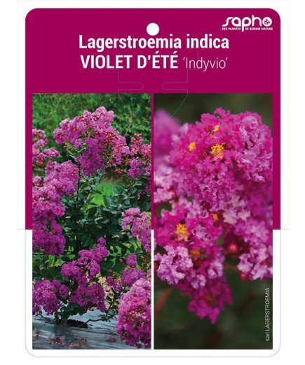 Lagerstroemia indica VIOLET D'ETE 'Indyvio' *