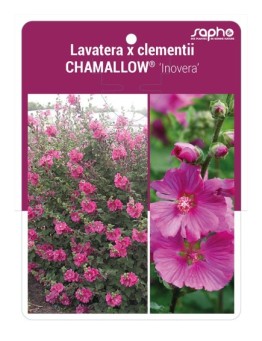 Lavatera x clementii CHAMALLOW® 'Inovera' *