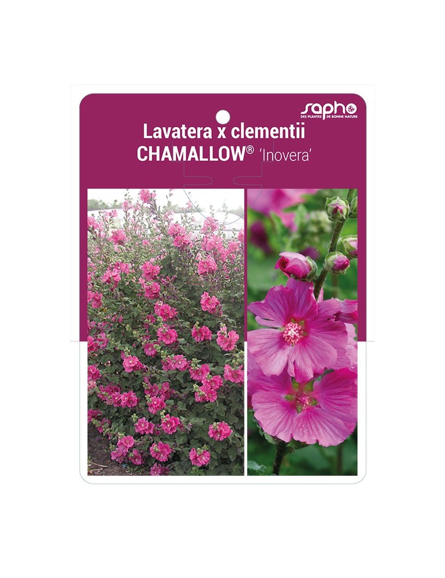 Lavatera x clementii CHAMALLOW® 'Inovera' *