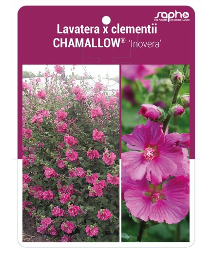 Lavatera x clementii CHAMALLOW® 'Inovera' *