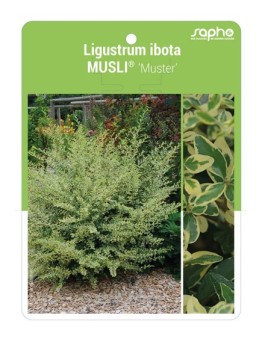 Ligustrum Ibota MUSLI® 'Muster' *