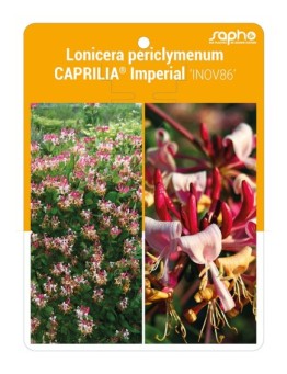 Lonicera periclymenum CAPRILIA® Impérial 'INOV86' *