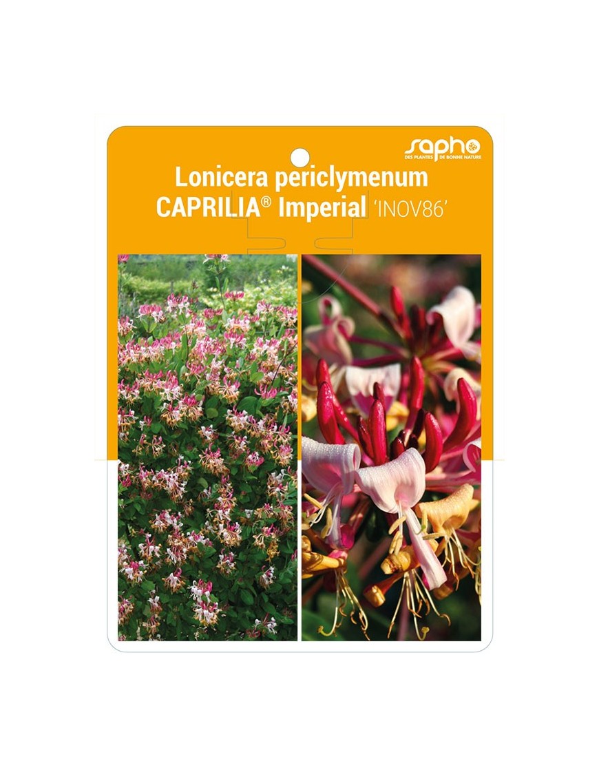 Lonicera periclymenum CAPRILIA® Impérial 'INOV86' *