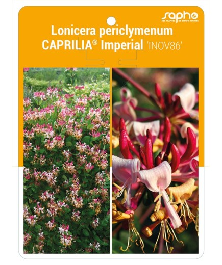 Lonicera periclymenum CAPRILIA® Impérial 'INOV86' *