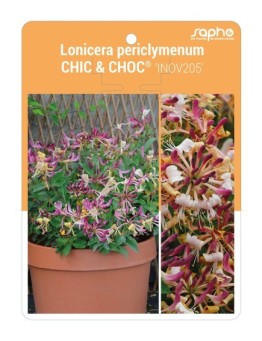 Lonicera periclymenum CHIC & CHOC® 'Inov205' *