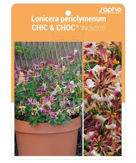 Lonicera periclymenum CHIC & CHOC® 'Inov205' *