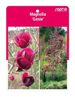 Magnolia 'Genie' *