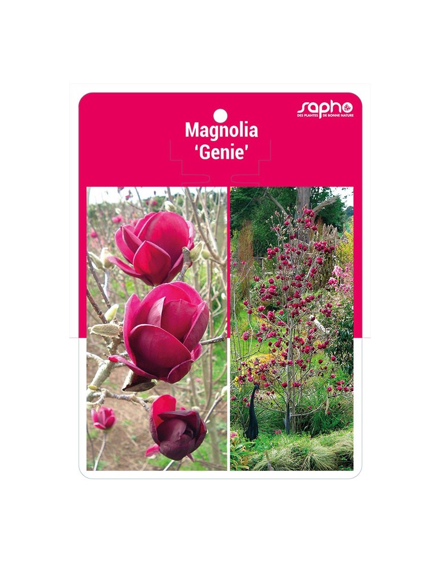 Magnolia 'Genie' *
