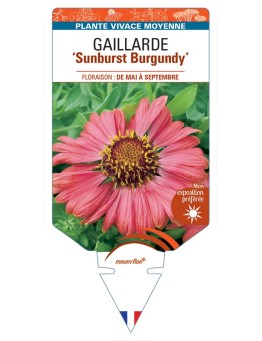 GAILLARDIA Sunburst Burgundy