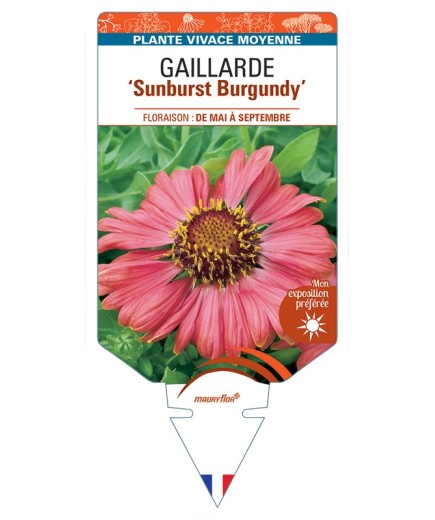 GAILLARDIA Sunburst Burgundy