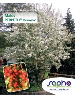 Malus PERPETU® 'Evereste' *