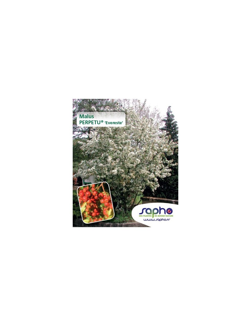 Malus PERPETU® 'Evereste' *