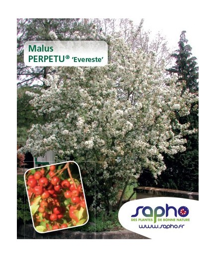Malus PERPETU® 'Evereste' *