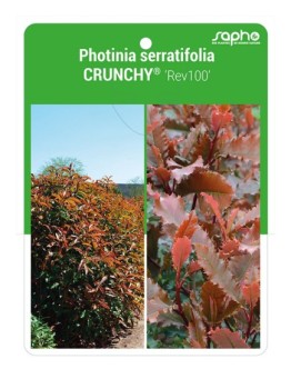 Photinia serratifolia CRUNCHY® 'rev100' *