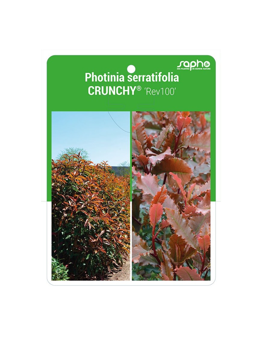 Photinia serratifolia CRUNCHY® 'rev100' *