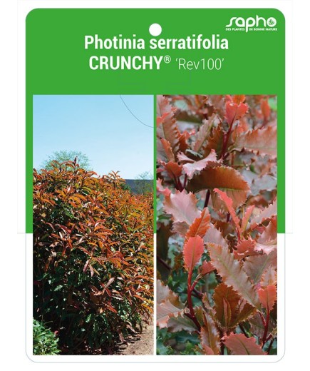 Photinia serratifolia CRUNCHY® 'rev100' *
