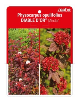 Physocarpus opulifolius DIABLE D'OR® 'Mindor'