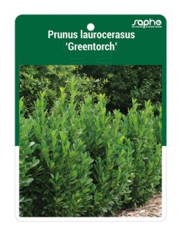 Prunus laurocerasus 'GREENTORCH'