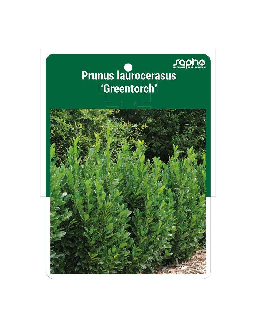 Prunus laurocerasus 'GREENTORCH'