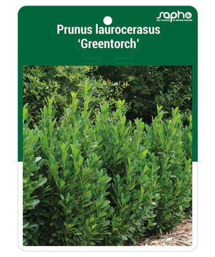Prunus laurocerasus 'GREENTORCH'