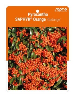 Pyracantha SAPHYR® Orange 'Cadange' *