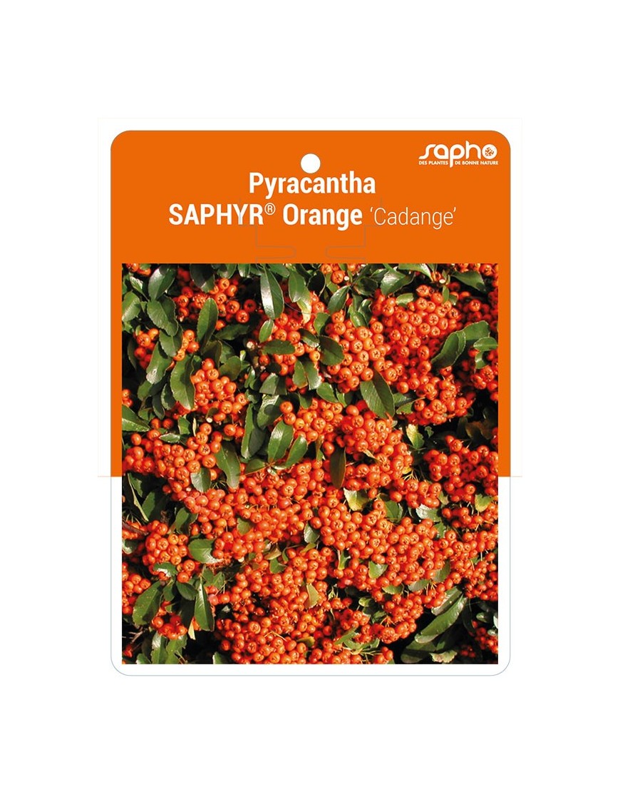 Pyracantha SAPHYR® Orange 'Cadange' *