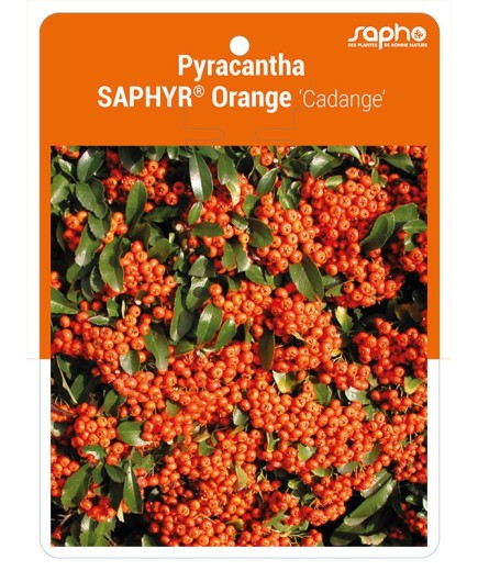 Pyracantha SAPHYR® Orange 'Cadange' *