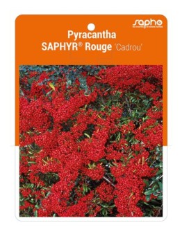 Pyracantha SAPHYR® Rouge 'Cadrou' *
