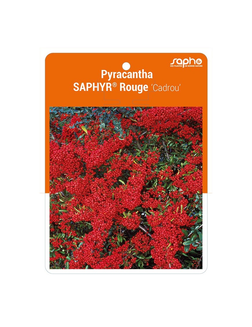 Pyracantha SAPHYR® Rouge 'Cadrou' *