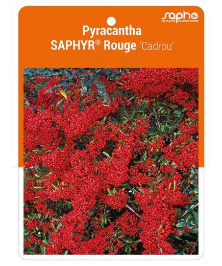 Pyracantha SAPHYR® Rouge 'Cadrou' *