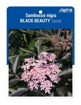 Sambucus nigra BLACK BEAUTY 'Gerda'