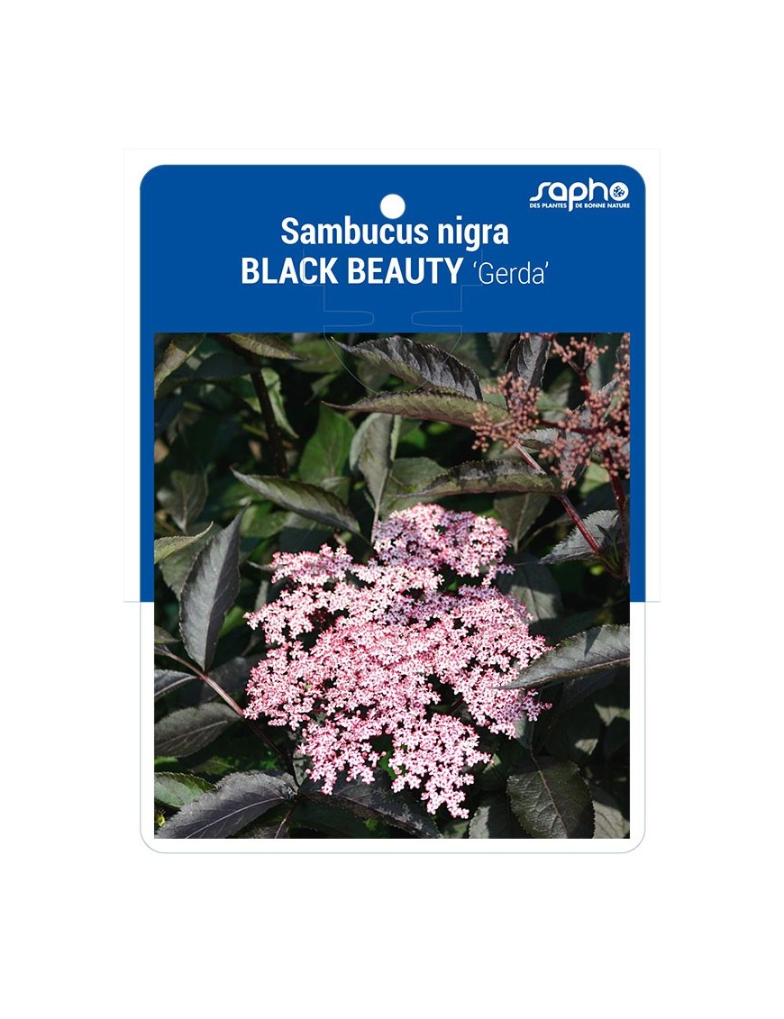 Sambucus nigra BLACK BEAUTY 'Gerda'