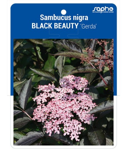 Sambucus nigra BLACK BEAUTY 'Gerda'