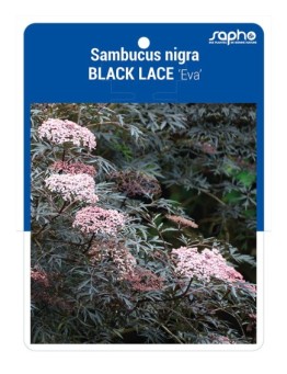 Sambucus nigra BLACK LACE 'Eva'