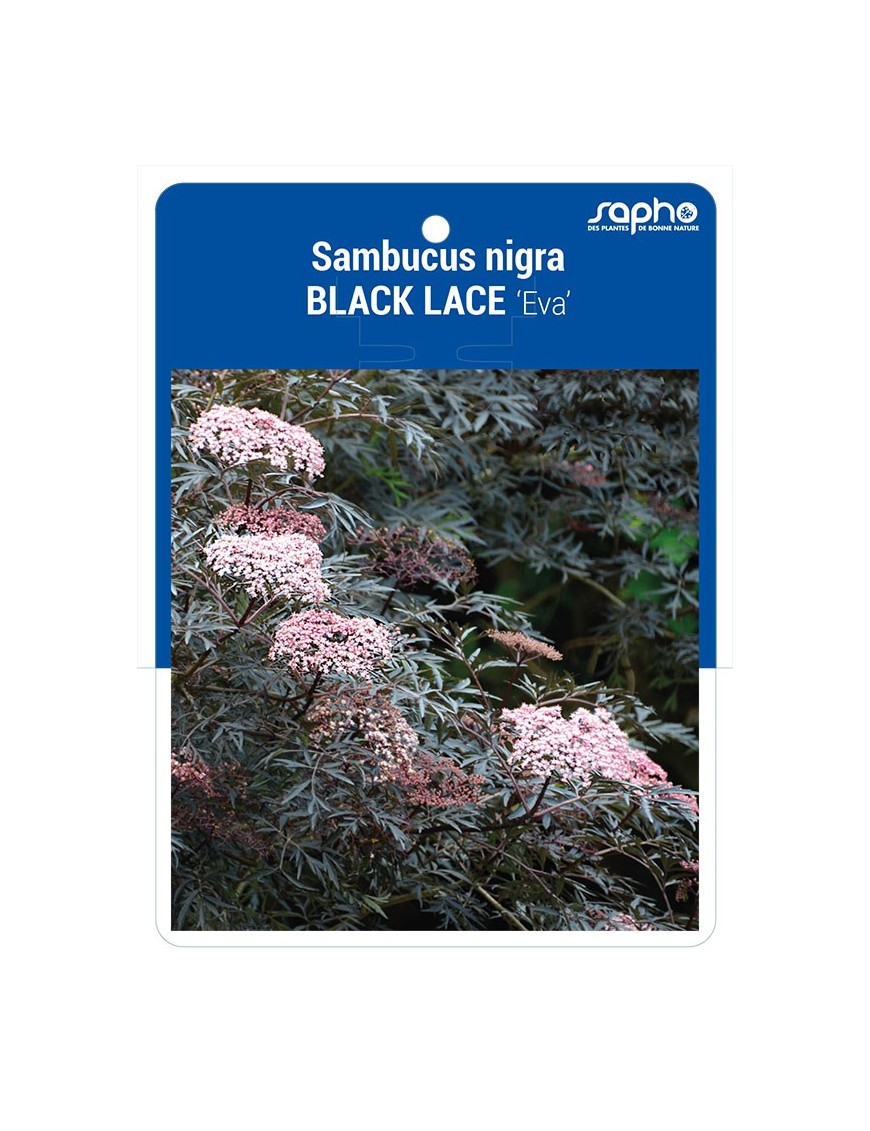 Sambucus nigra BLACK LACE 'Eva'