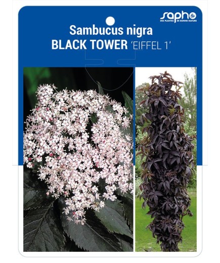 Sambucus nigra BLACK TOWER 'Eiffel 1'