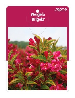 Weigela 'Brigela'