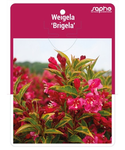 Weigela 'Brigela'