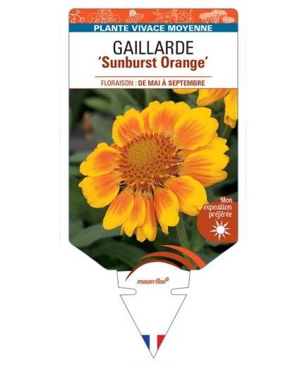 GAILLARDIA Sunburst Orange