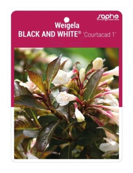 Weigela BLACK AND WHITE® 'Courtacad 1' *