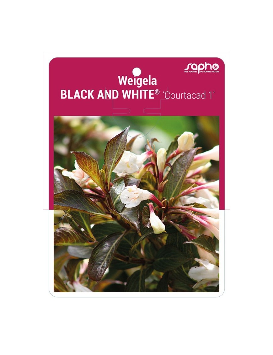 Weigela BLACK AND WHITE® 'Courtacad 1' *