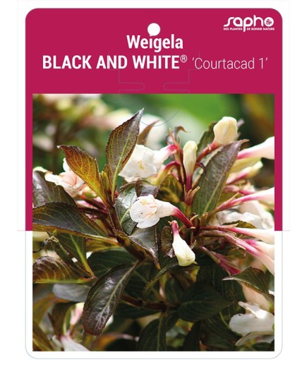Weigela BLACK AND WHITE® 'Courtacad 1' *