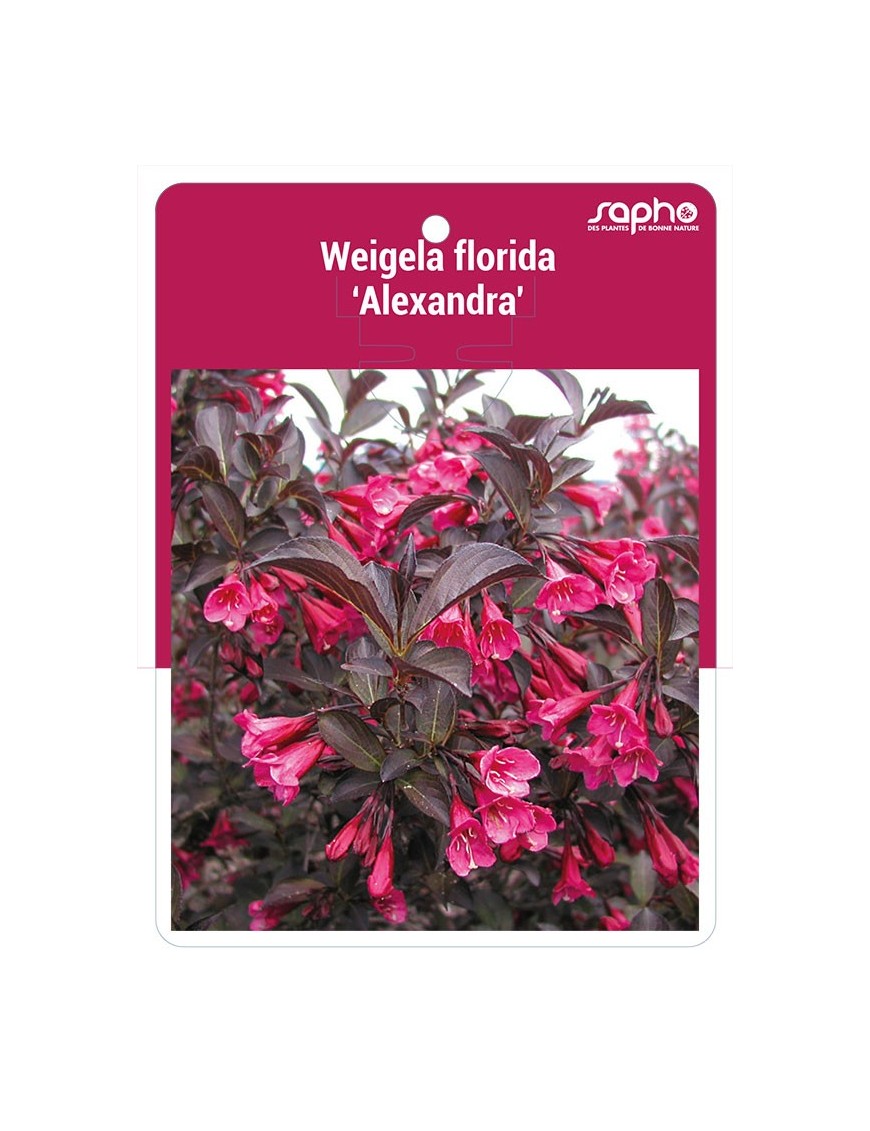 Weigela florida 'Alexandra' *