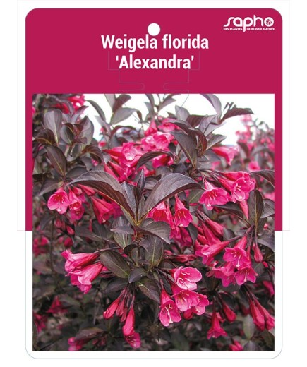 Weigela florida 'Alexandra' *