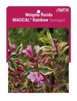 Weigela florida MAGICAL® Rainbow 'Kolmagira' *