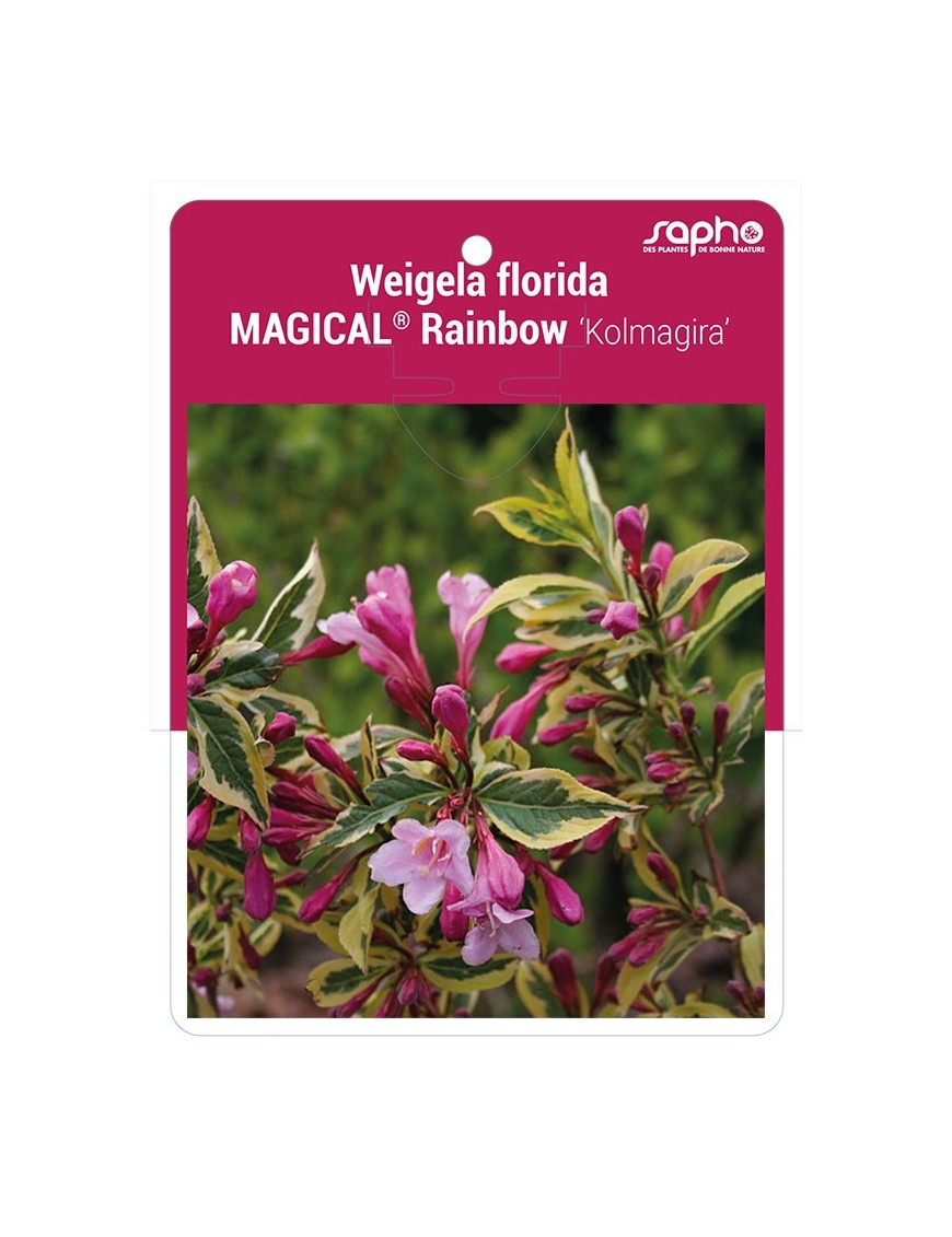 Weigela florida MAGICAL® Rainbow 'Kolmagira' *