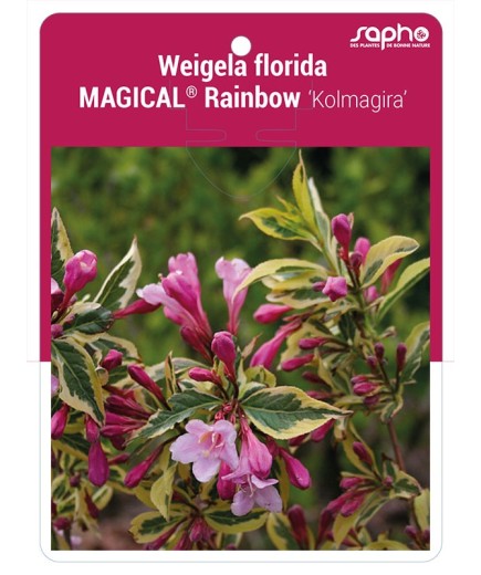 Weigela florida MAGICAL® Rainbow 'Kolmagira' *