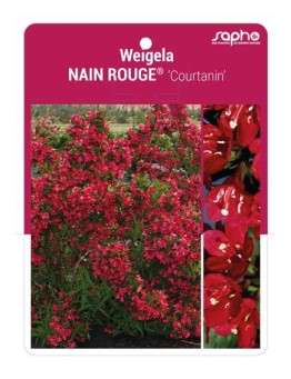 Weigela NAIN ROUGE® 'Courtanin' *