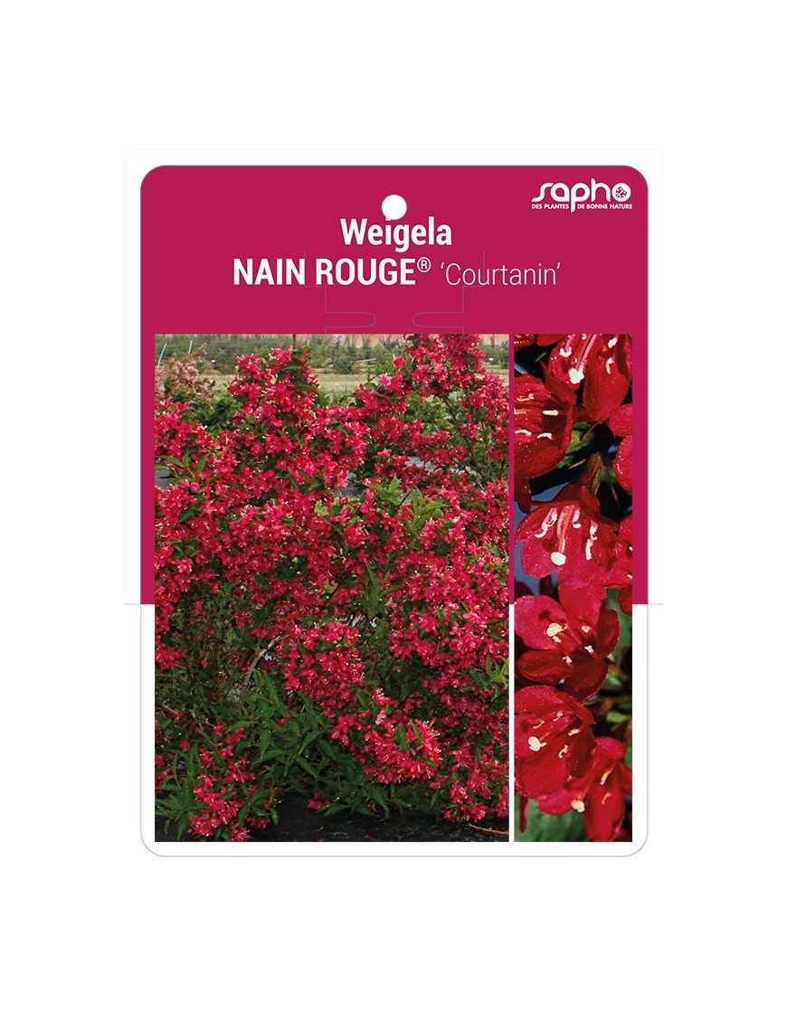 Weigela NAIN ROUGE® 'Courtanin' *