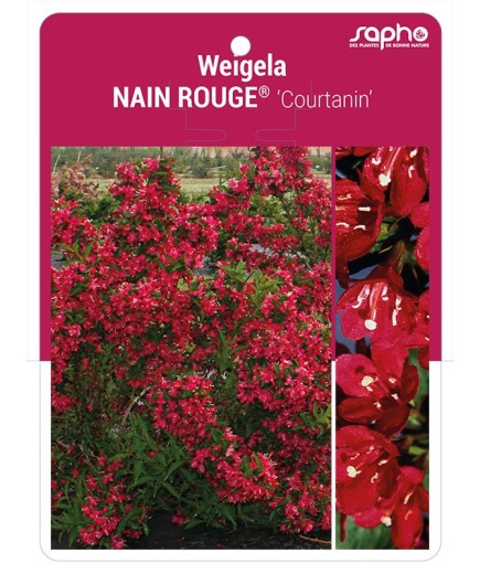 Weigela NAIN ROUGE® 'Courtanin' *
